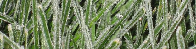 grass